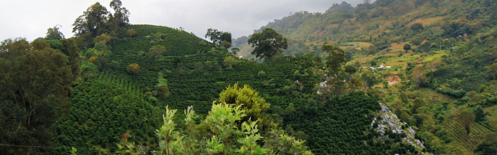 garden coffee
