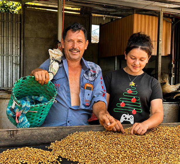 Farm workers sorting coffee beans outdoors