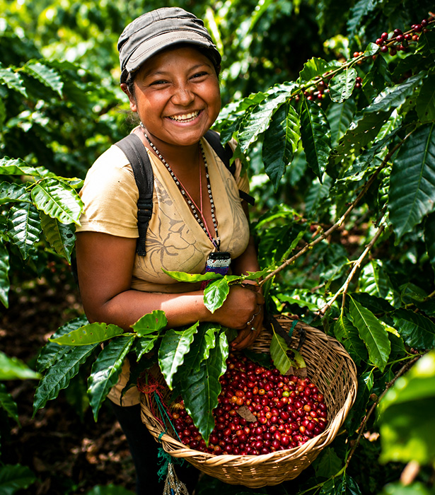 Harvesting joy in the coffee grove