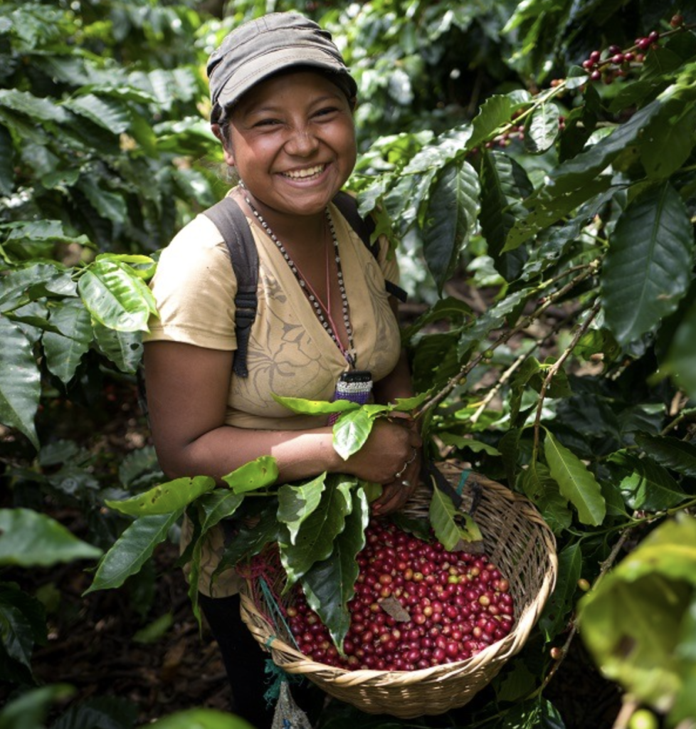 coffee harvesting