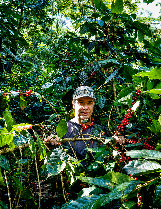 Harvesting in the tropical garden