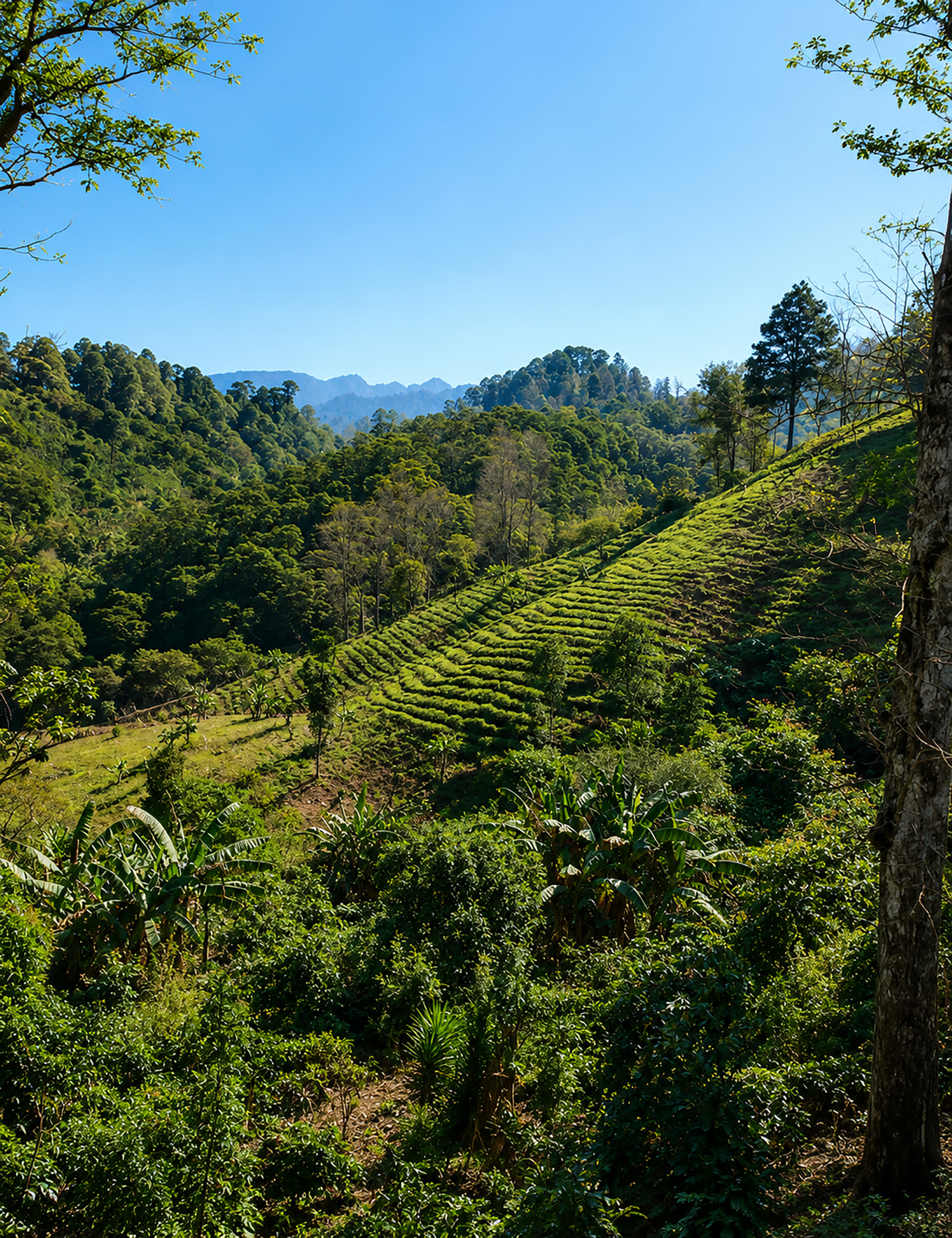 honduras skyline background