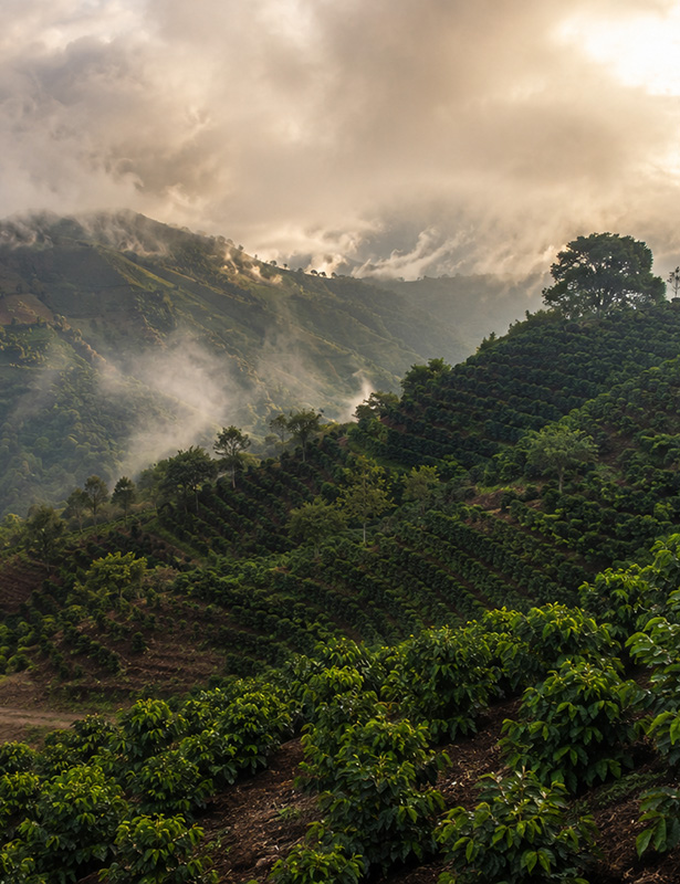 Misty mountains and terraced hillsides